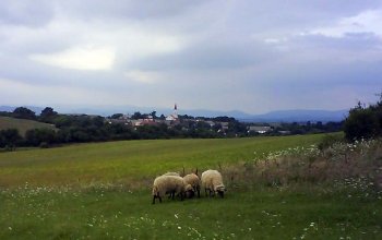 Drienovo nad ovcami